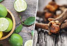 มะนาว เคล็ดลับกำจัดยุงจากธรรมชาติ ไร้สารเคมี