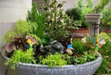 จัดสวนถาดน้ำริน แบบ DIY