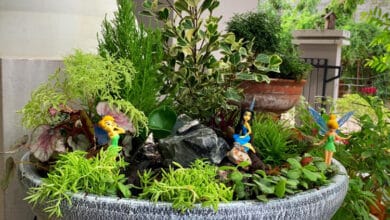 จัดสวนถาดน้ำริน แบบ DIY