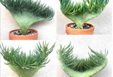 ไม้อวบน้ำหางนางเงือก