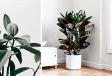 แนะนำ 10 ต้นไม้พันธุ์เล็ก สำหรับปลูกไว้ในบ้าน ดีต่อสุขภาพ